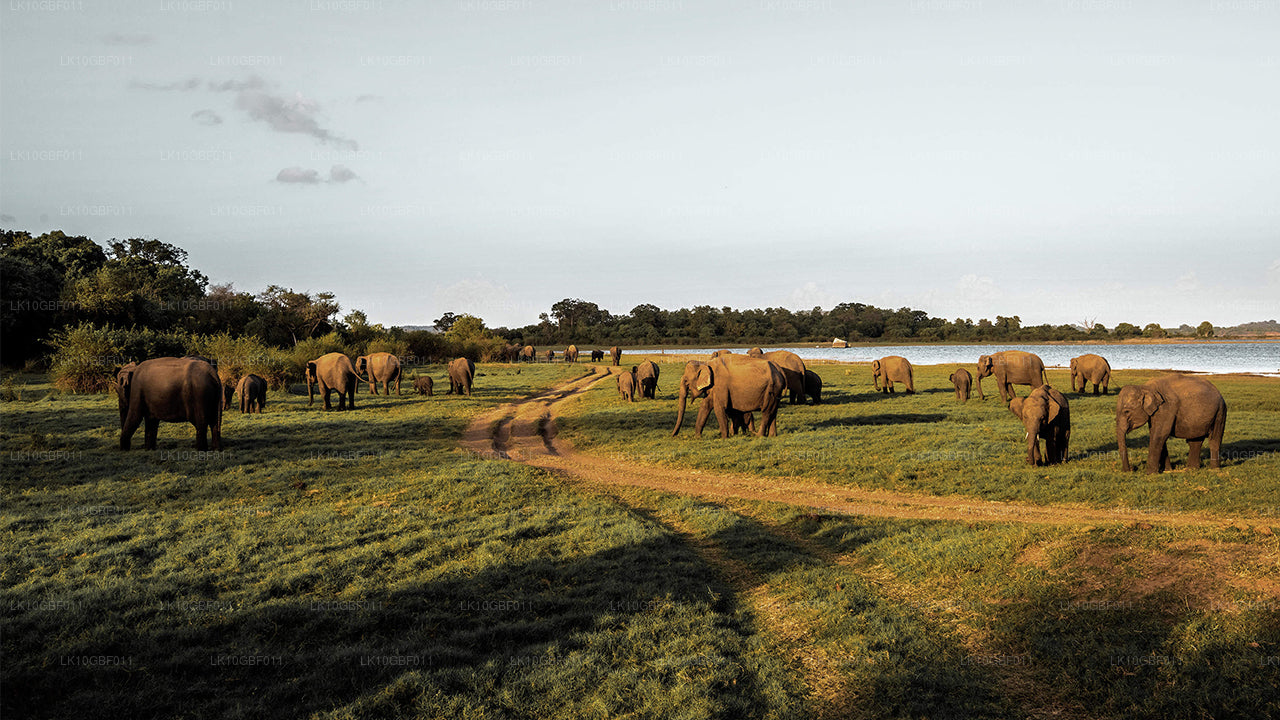 À la découverte de Serendib (16 jours)
