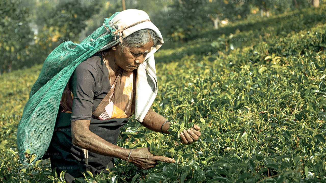 À la découverte de Serendib (16 jours)