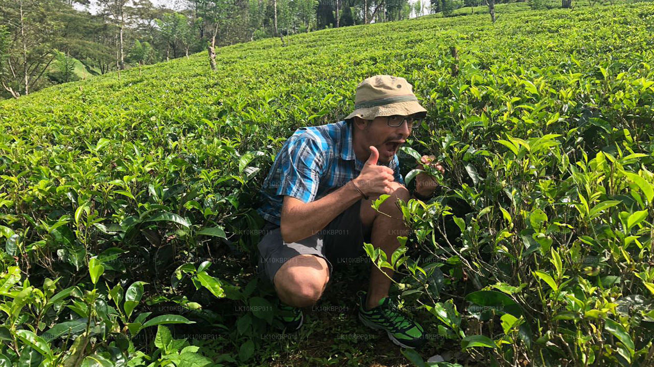 Dive On Excitement (20 jours)