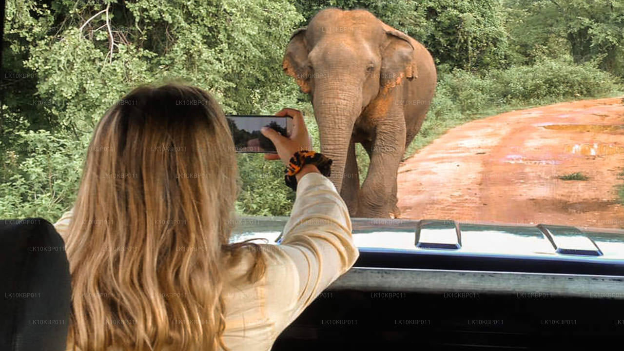 Dive On Excitement (20 jours)