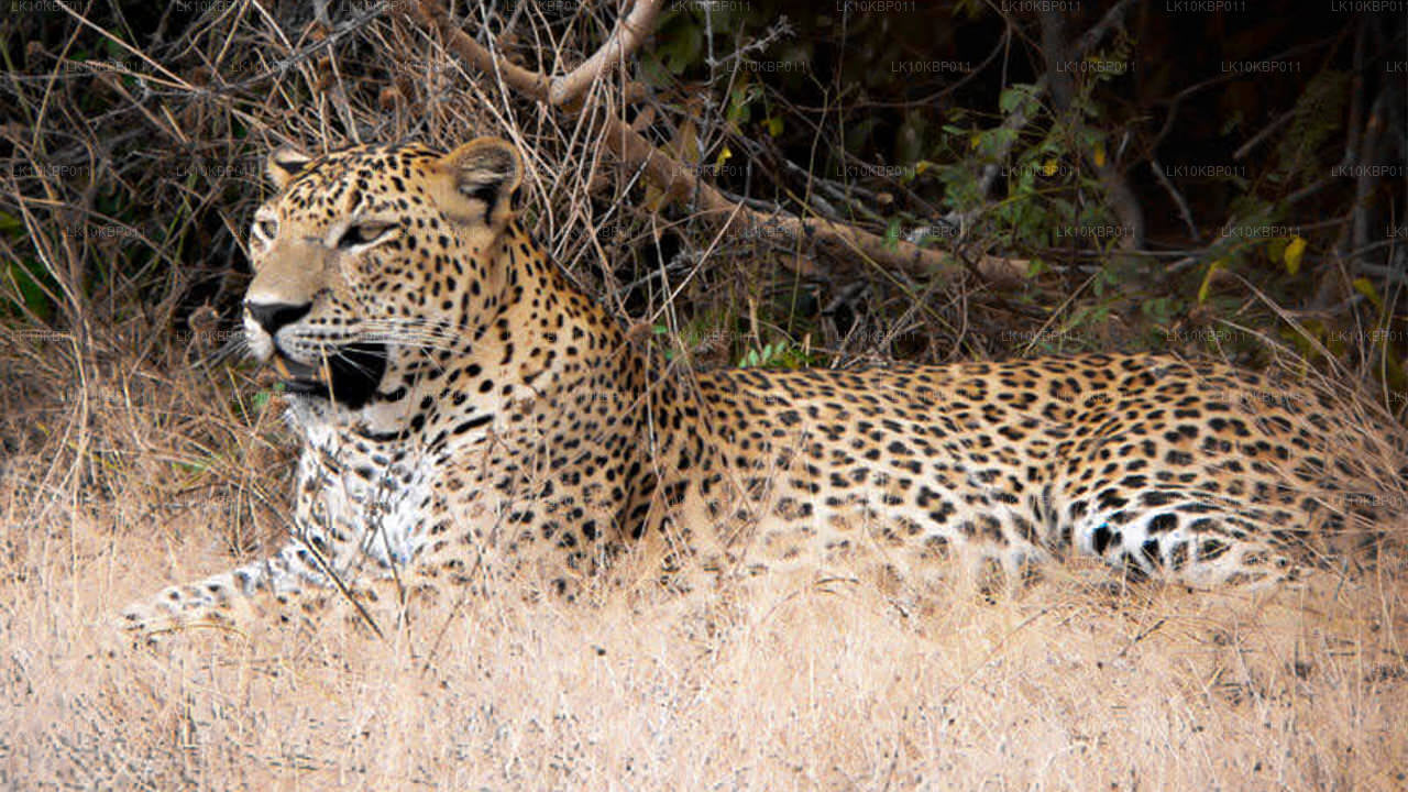 Dive On Excitement (20 jours)