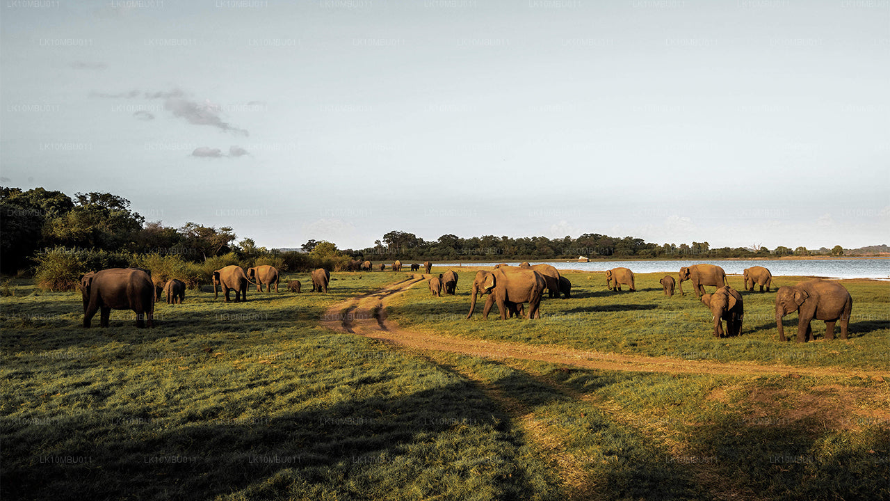 Le glamour du Sri Lanka (22 jours)