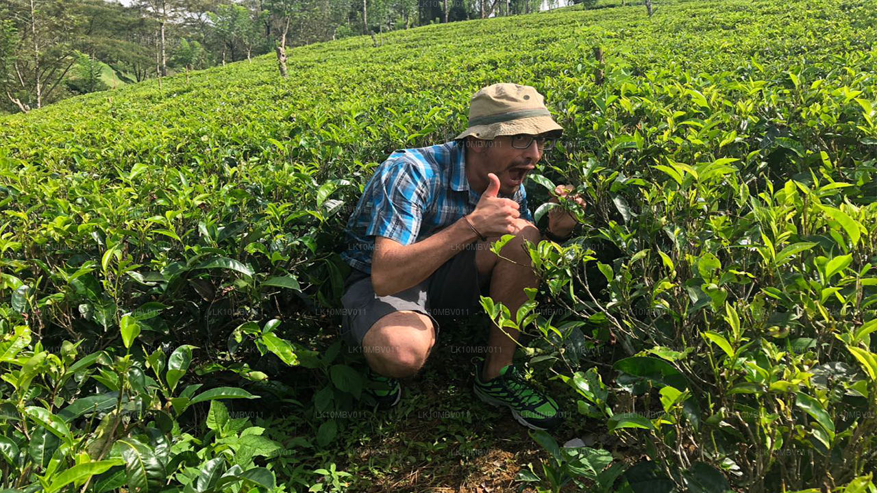 Les temples et la nature (22 jours)