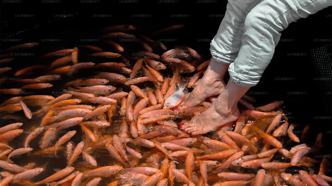 Les temples et la nature (22 jours)