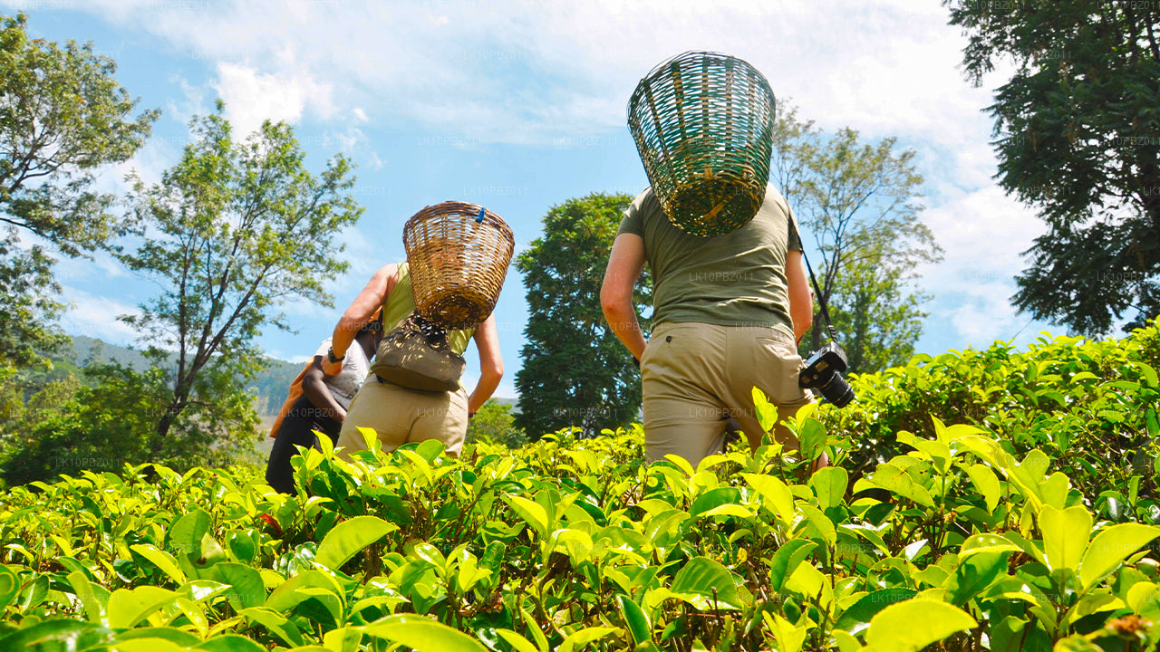 L'incroyable Sri Lanka (25 jours)