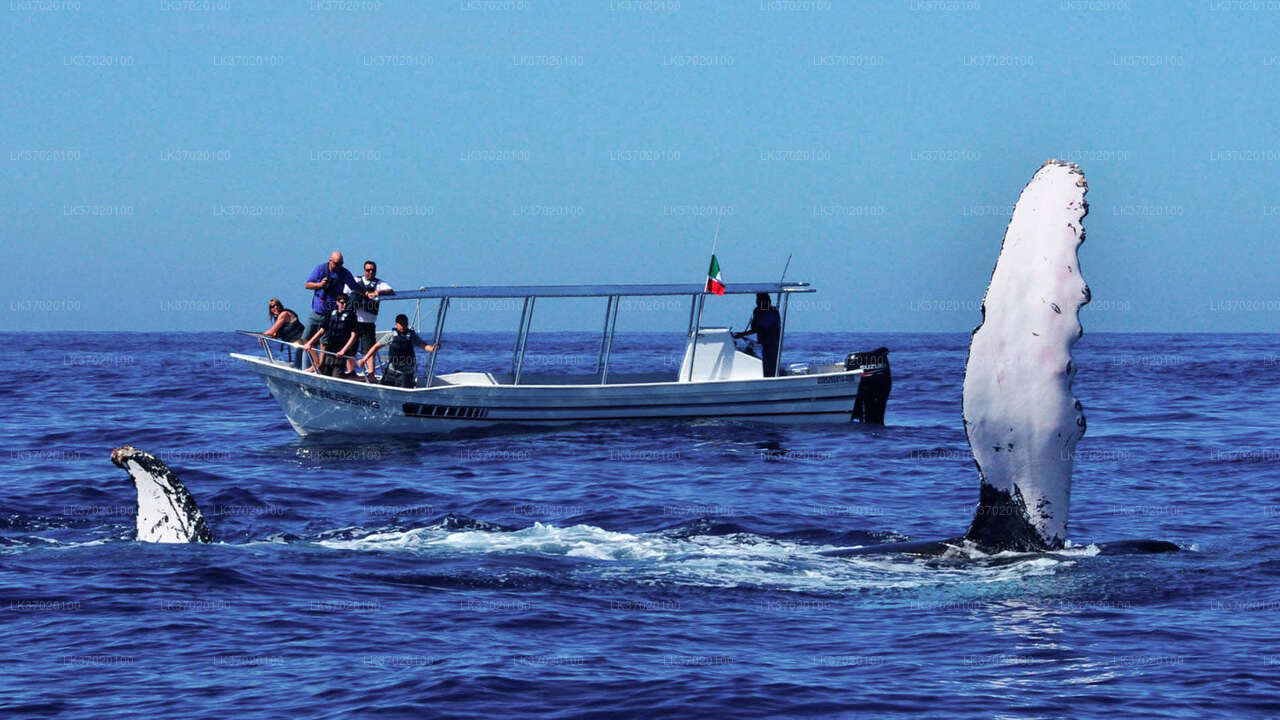 Observation des baleines au départ d'Ahungalla en bateau partagé