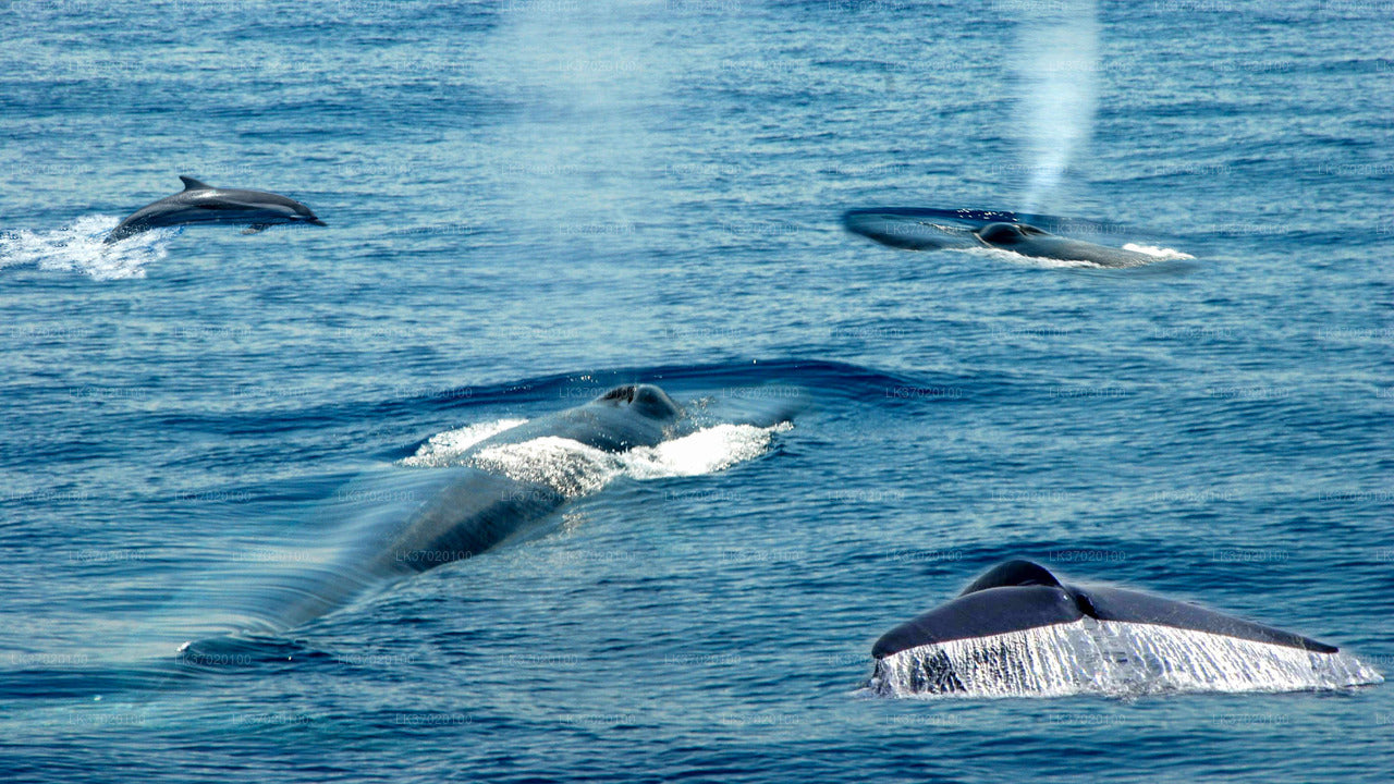 Observation des baleines au départ d'Ahungalla en bateau partagé