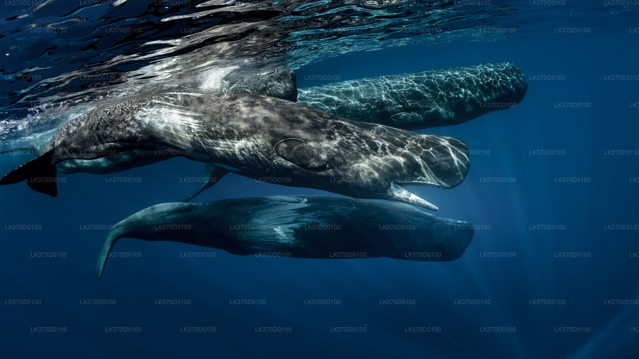 Excursion en bateau partagé pour observer les baleines au départ de Bentota