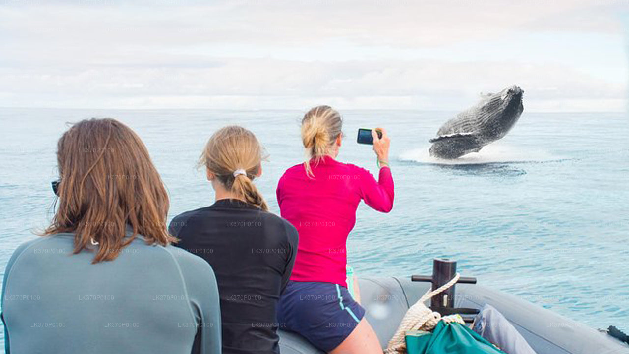 Observation des baleines au départ d'Hiriketiya en bateau partagé