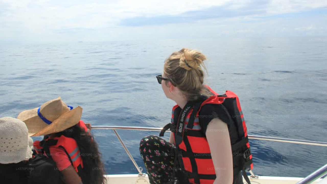Observation des baleines au départ d'Hiriketiya en bateau partagé