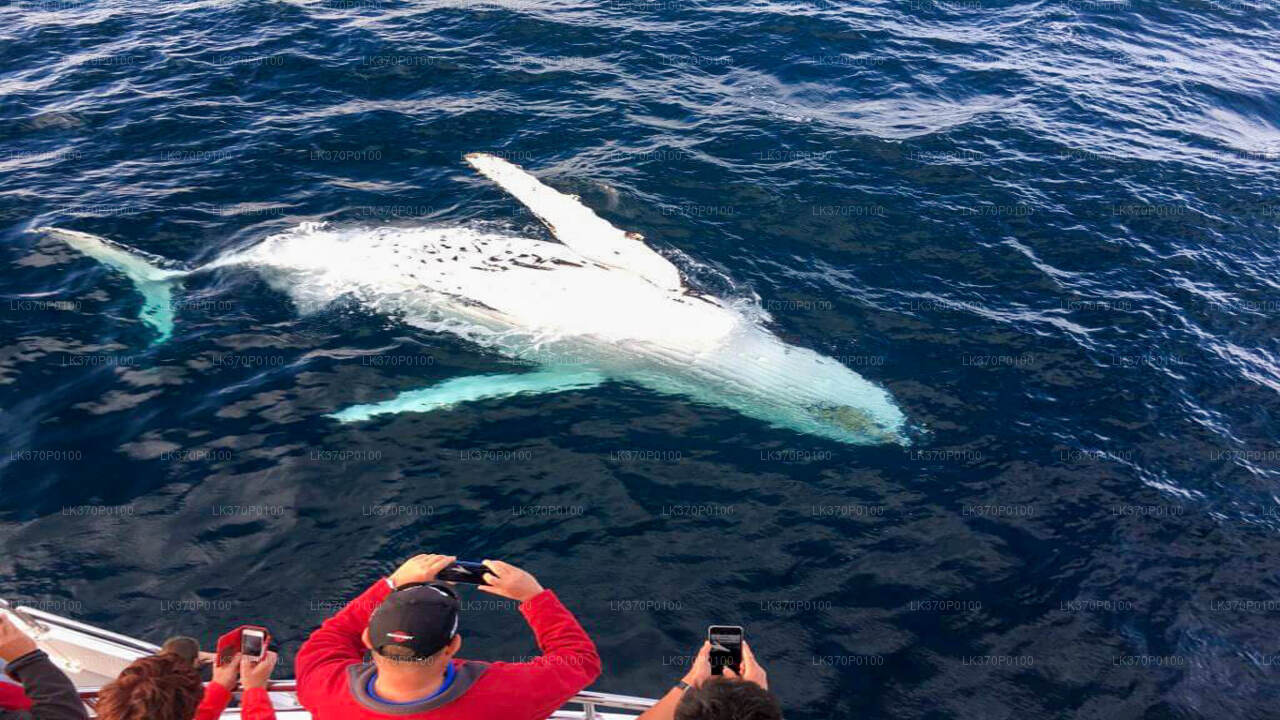 Observation des baleines au départ d'Hiriketiya en bateau partagé