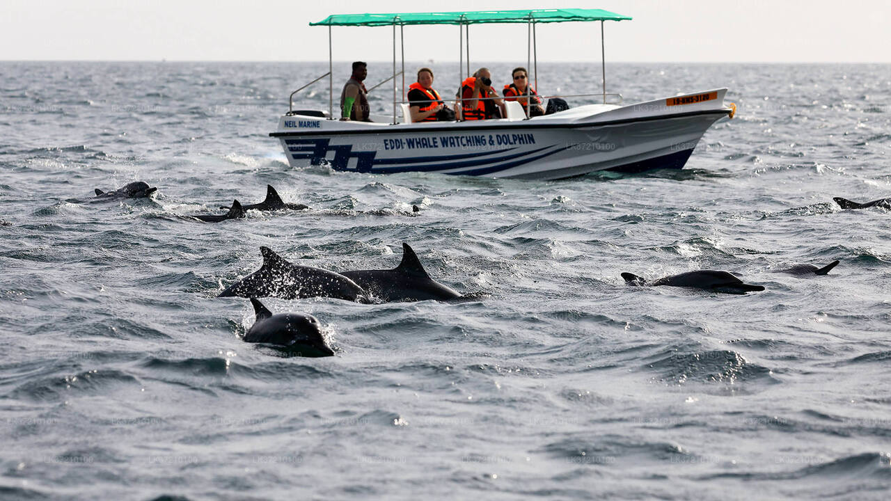 Observation des baleines au départ de Tangalle en bateau partagé