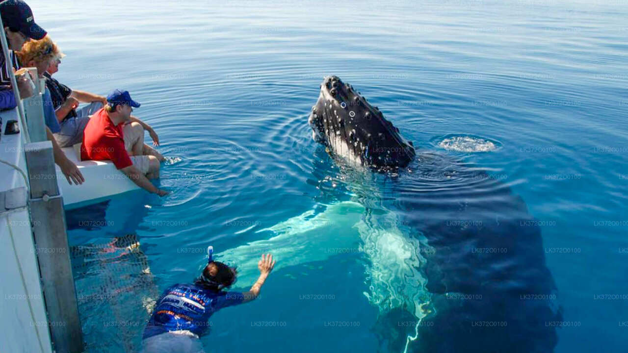 Excursion en bateau pour observer les baleines à Mirissa