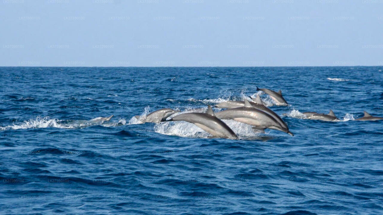 Observation des baleines au départ de Balapitiya en bateau partagé