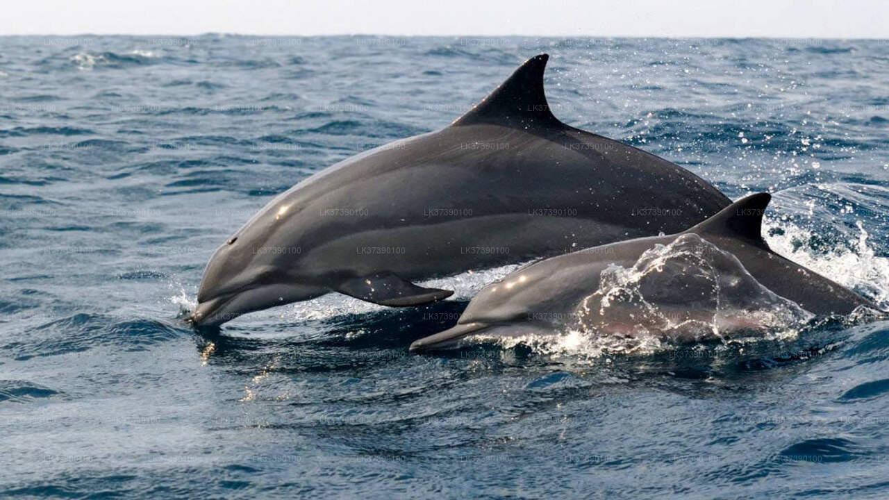 Observation des baleines au départ de Balapitiya en bateau partagé