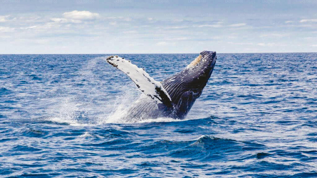 Observation des baleines au départ de Balapitiya en bateau partagé