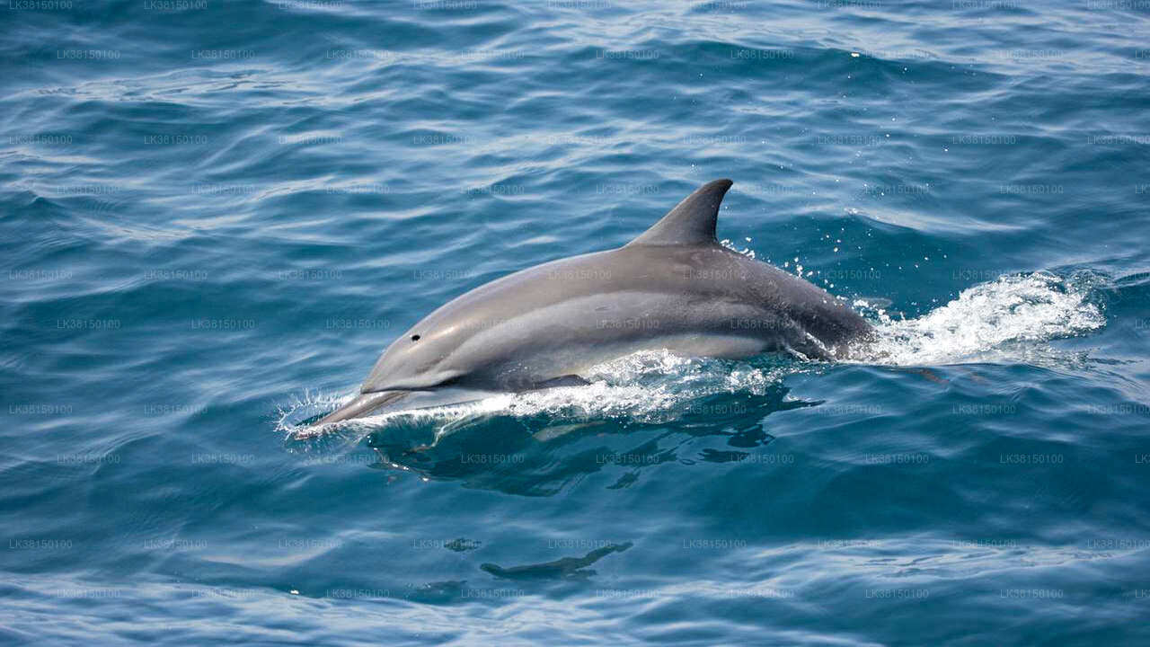 Dolphin Watching from Kalpitiya