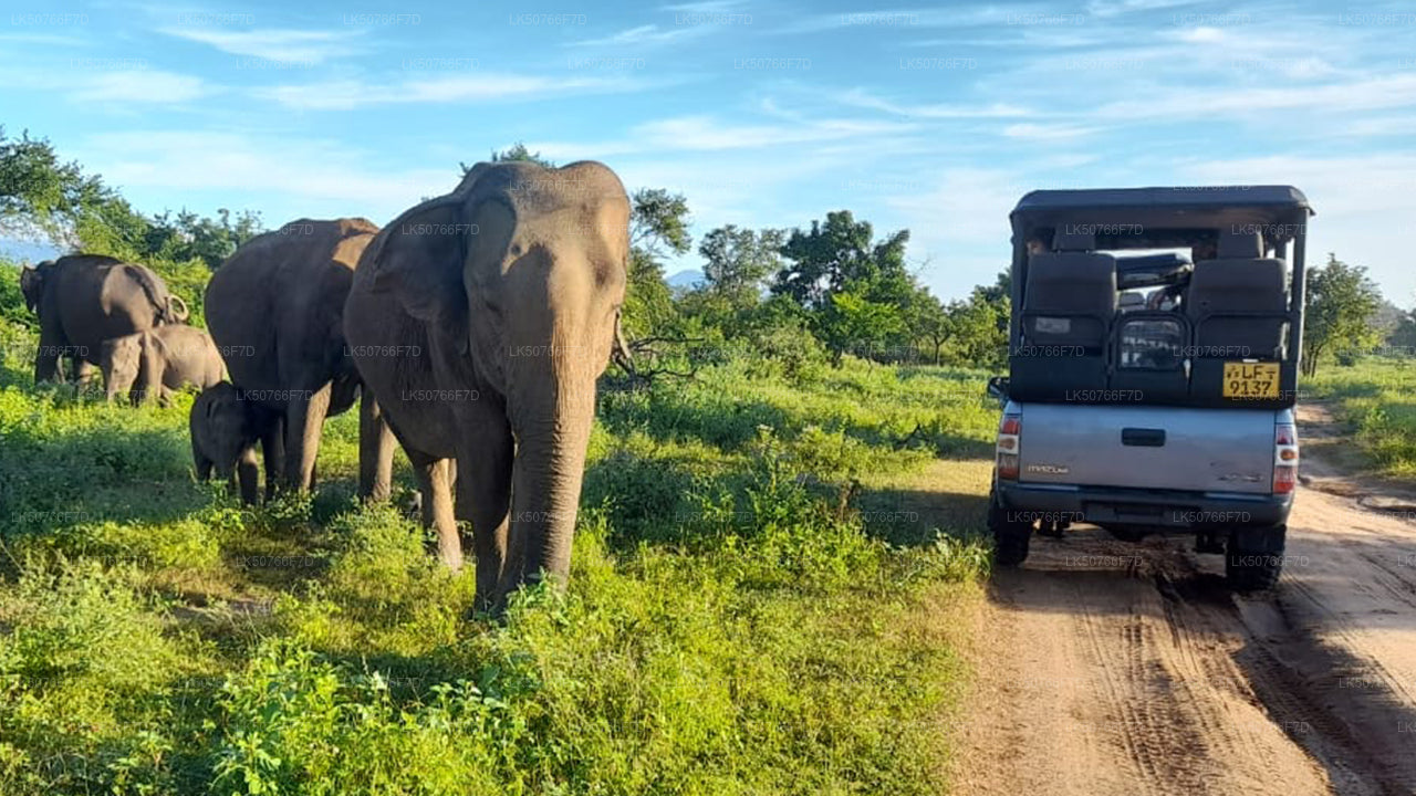 Safari privé dans le parc national d'Udawalawe avec un naturaliste