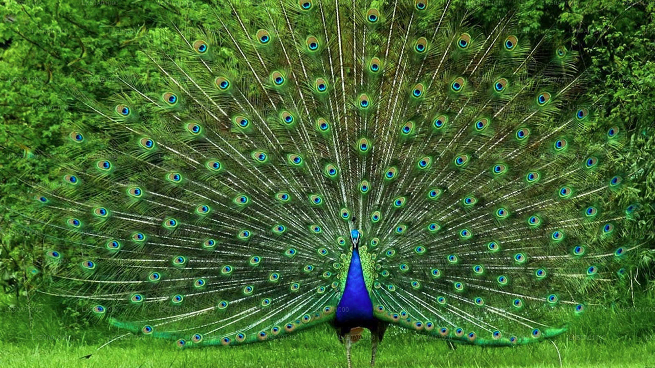 Safari privé dans le parc national d'Udawalawe