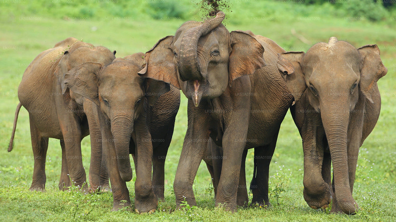 Safari privé dans le parc national d'Udawalawe