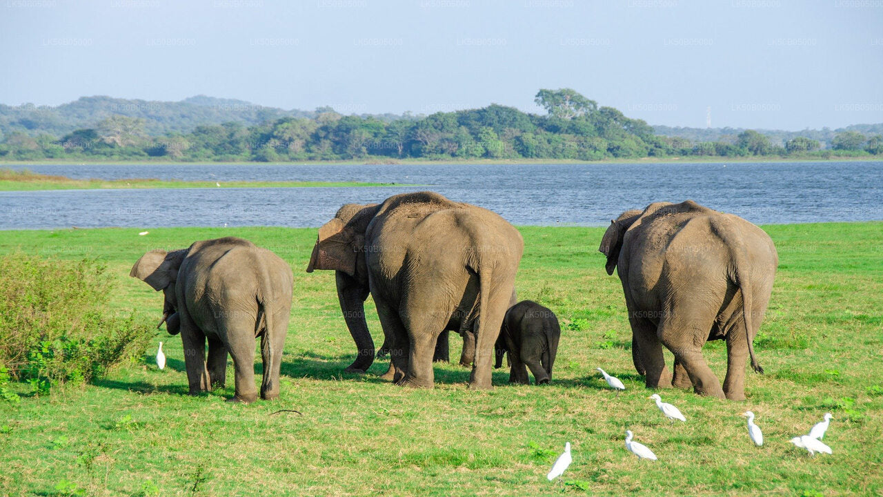 Safari privé dans le parc national de Minneriya au départ de Sigiriya