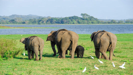 Safari privé dans le parc national de Minneriya au départ de Sigiriya