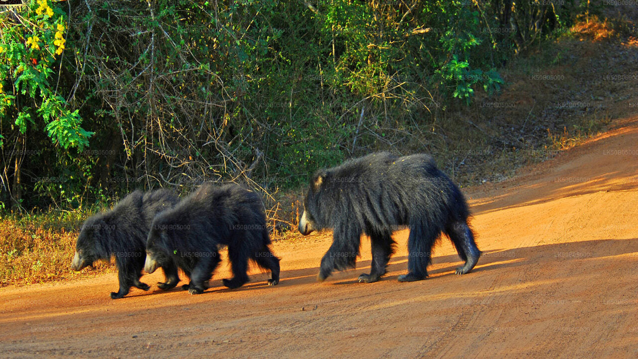 Safari privé dans le parc national de Minneriya au départ de Sigiriya