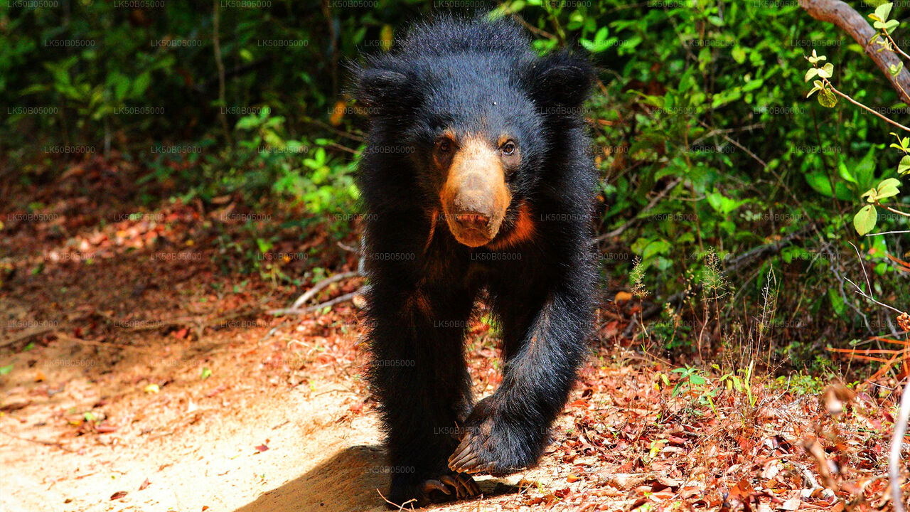 Safari privé dans le parc national de Minneriya au départ de Sigiriya