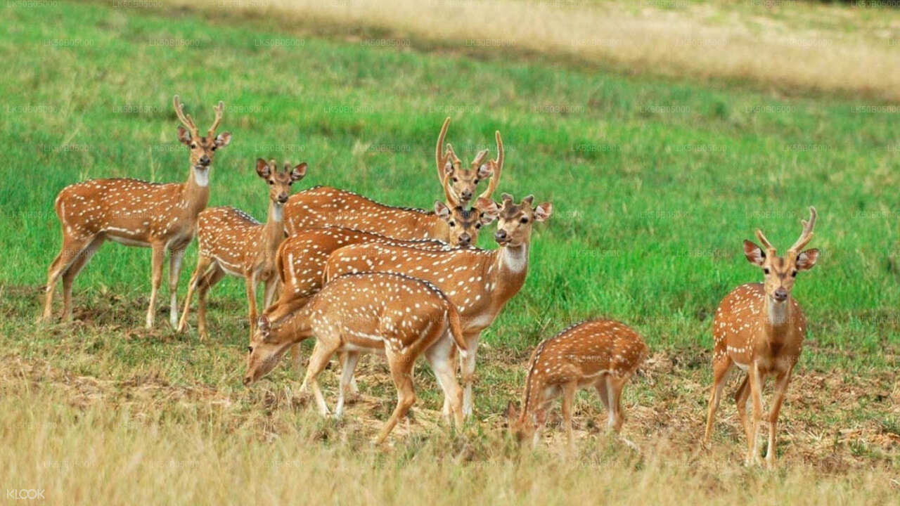 Safari privé dans le parc national de Minneriya au départ de Sigiriya