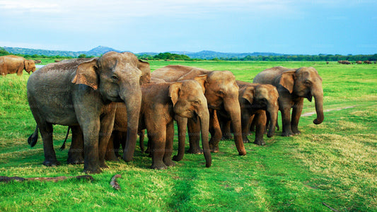 Safari privé au parc national de Minneriya au départ de Dambulla