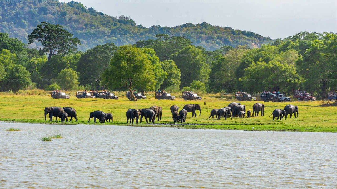 Minneriya National Park Private Safari from Polonnaruwa