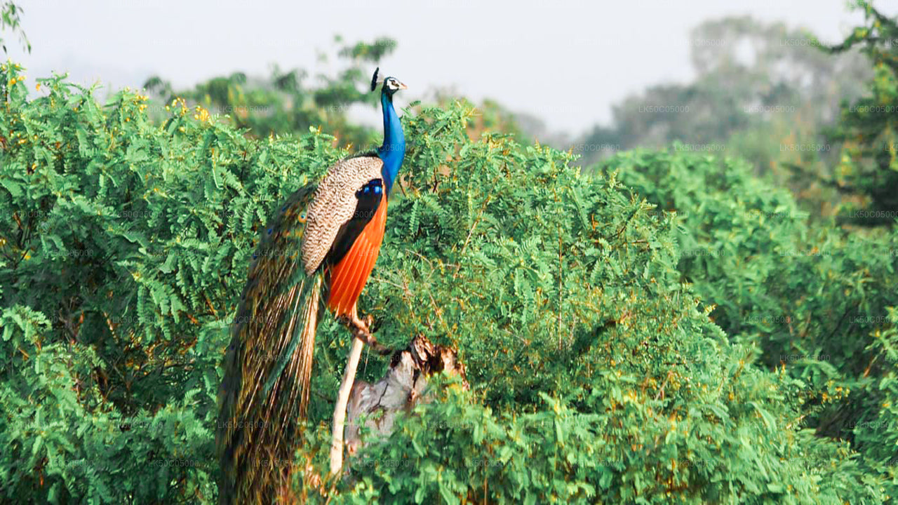 Safari dans le parc national de Yala au départ de Tissamaharama