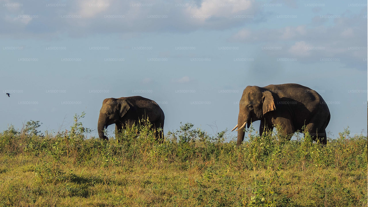 Two Asian elephants walking through tall grass under a clear sky.
