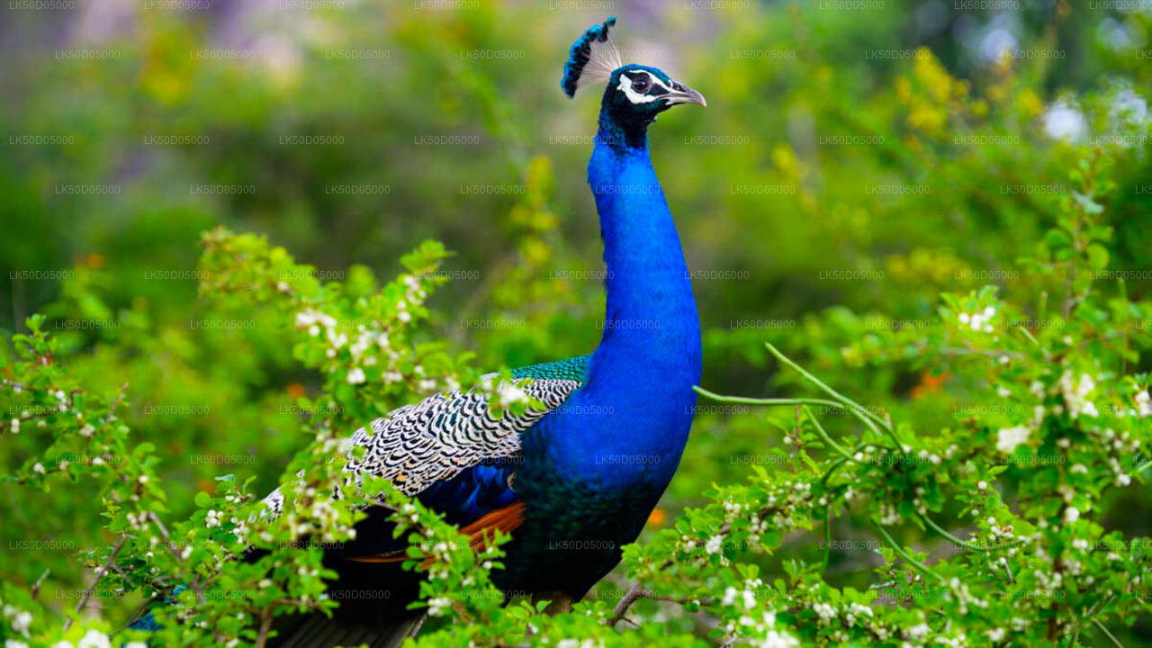 Safari privé au parc national de Kaudulla au départ de Sigiriya