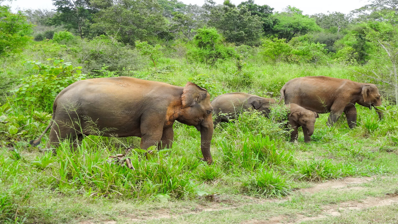 Safari privé au parc national de Minneriya au départ de Dambulla