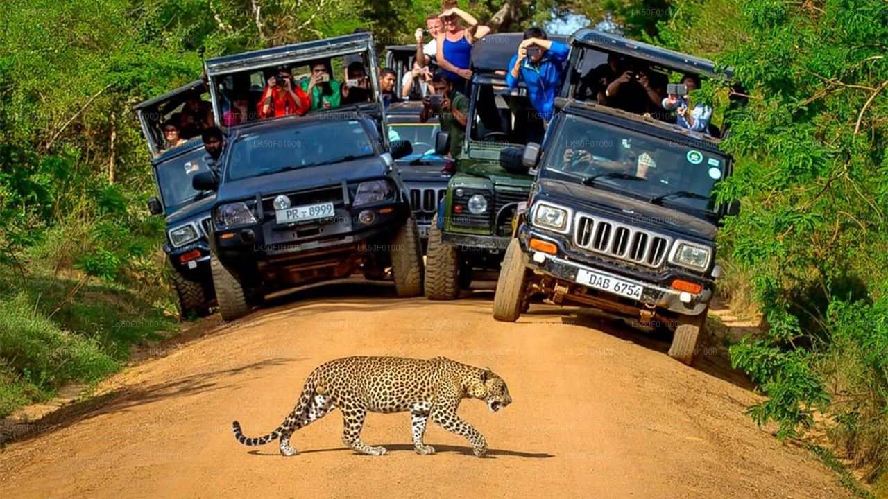 Safari privé dans le parc national de Wilpattu