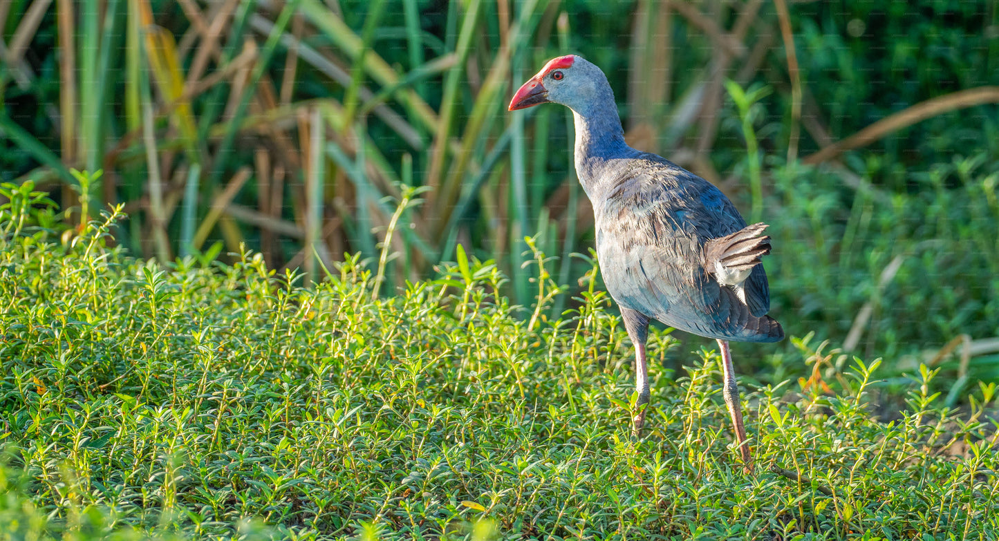 Safari privé avec un naturaliste dans le parc national de Bundala
