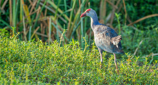 Safari privé avec un naturaliste dans le parc national de Bundala