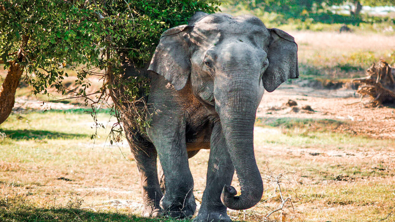 Wild Asian elephant walking near a tree in a grassy open field