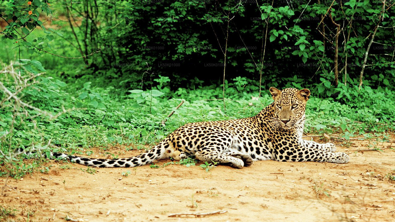 A leopard resting on the ground with greenery and trees in the background.
