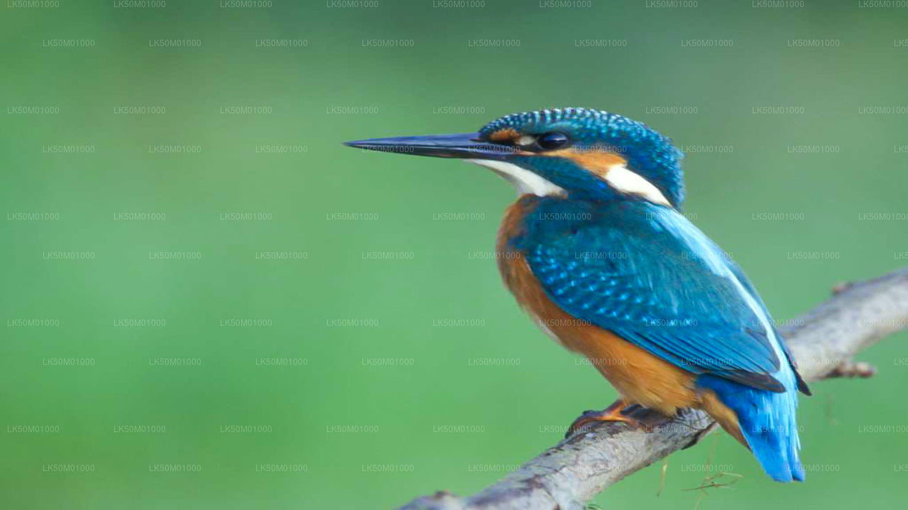 Safari privé au parc national Lahugala Kitulana