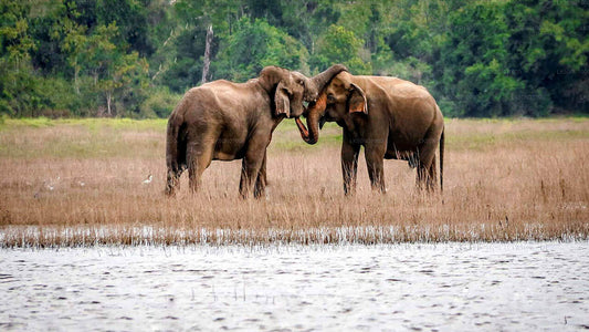 Two Asian elephants interacting in a grassy landscape within Maduru Oya National Park.