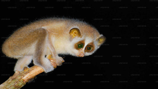 Loris observe depuis Kitulgala