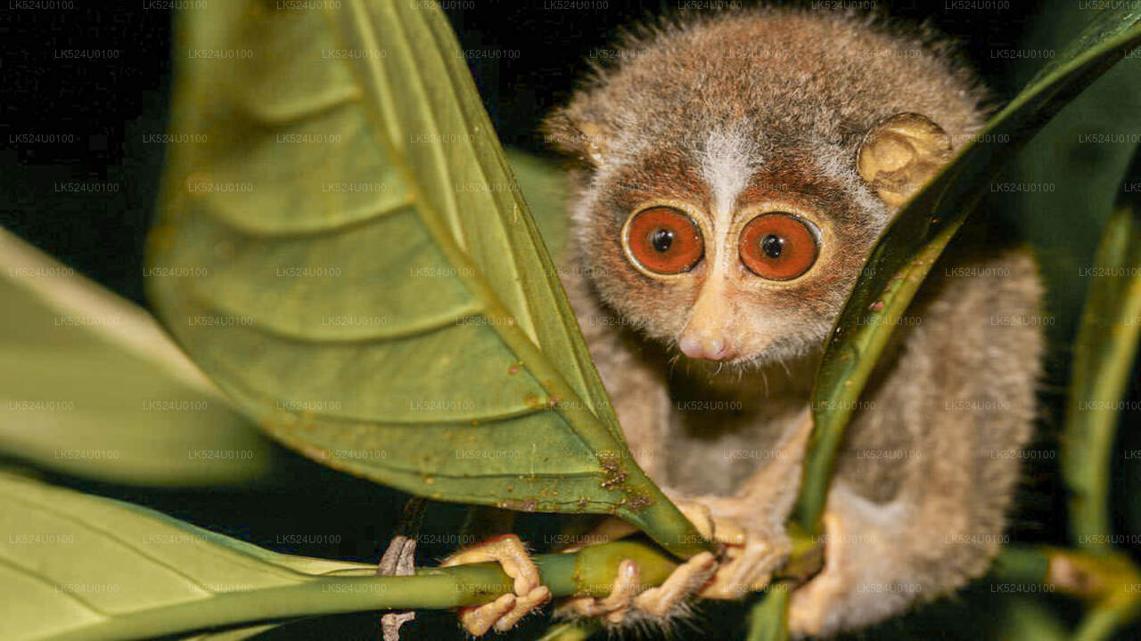 Loris observant depuis la forêt tropicale de Sinharaja