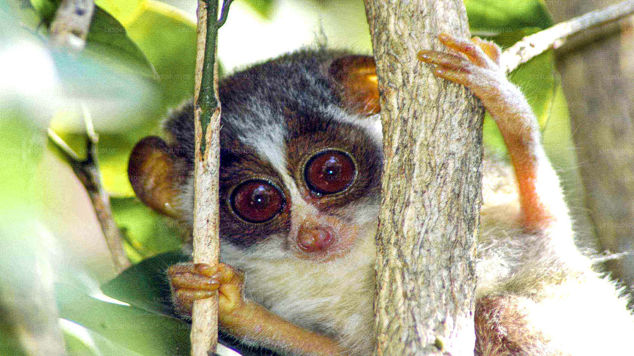 Loris observant depuis la forêt tropicale de Sinharaja