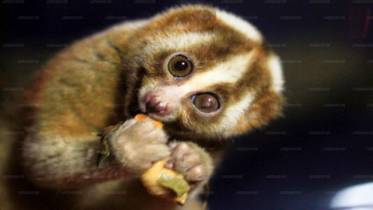 Loris observant depuis la forêt tropicale de Sinharaja