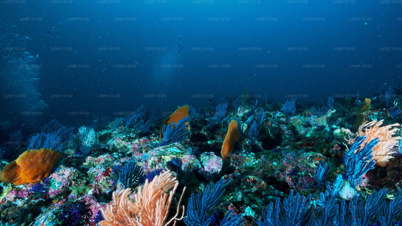 Vibrant underwater coral reef with diverse marine life and colorful soft corals in Sri Lanka.