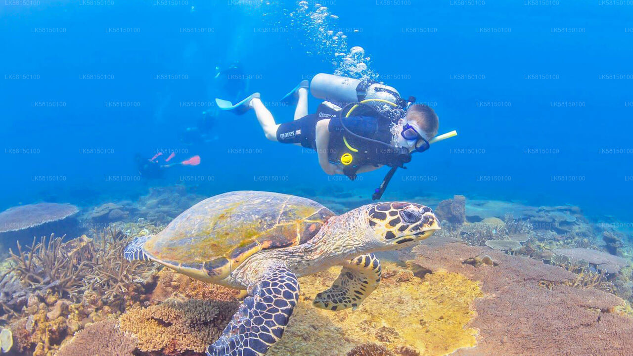Snorkeling at Talawila St. Anne's Reef from Kalpitiya