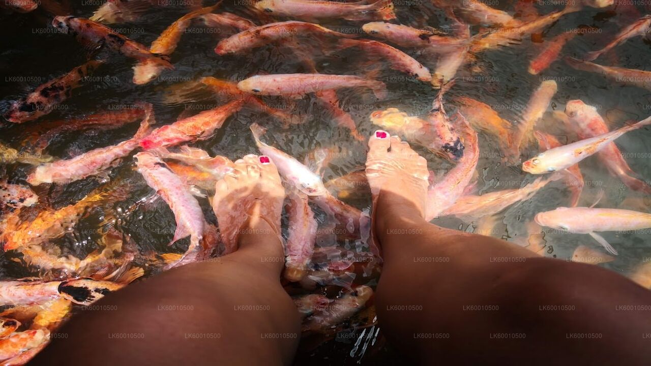 Visite de la ville de Bentota au départ d'Ahangama