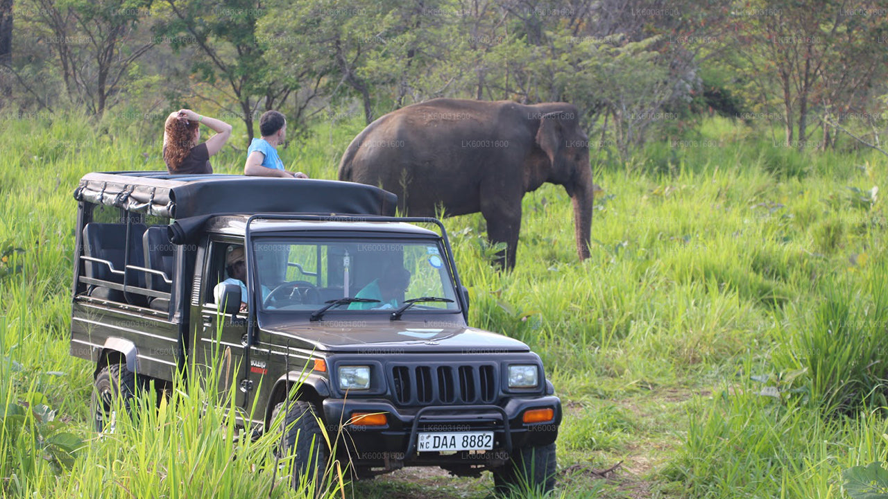 Safari au parc national d'Uda Walawe au départ de Bentota
